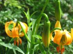 Flora Foto